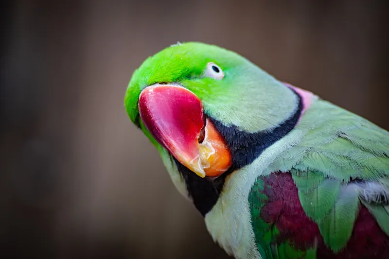 Feathers as Fortune: Inside the High-Stakes World of Investment-Grade Avian Color Mutations