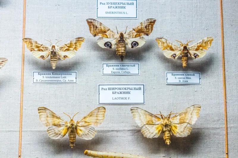 Ghosts in Glass: The Rising Market for Museum-Quality Extinct Animal Replicas