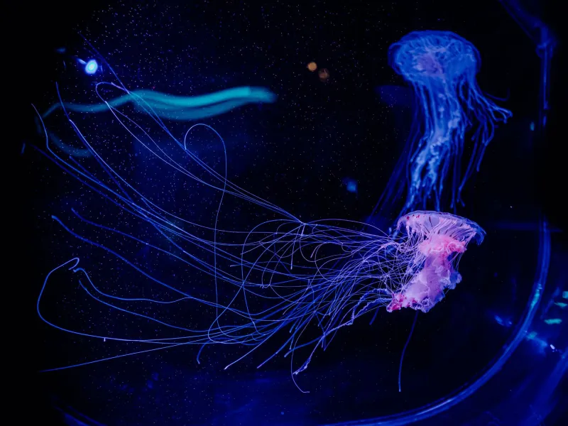 Living Light: Why Bioluminescent Specimens Are Redefining the Pinnacle of Exotic Collecting